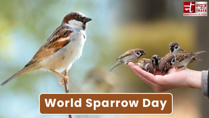 20th March 2024 World Sparrow Day HD Photos